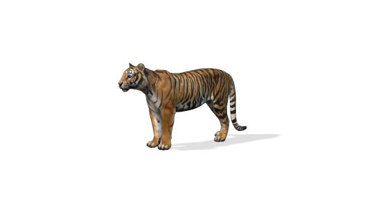Tiger iAvatar + 127 Motions for Iclone 8